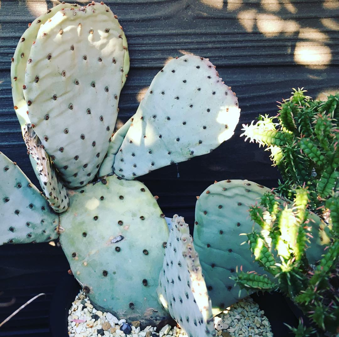 Opuntia basilaris ”バシラリス” アップしたの何年振りだろうか…見るからに寒そうですね #succulent #succulove #succulentjunkie #succulenthoarder #suculenta #suculentas #succulents #cactuslove #cactus #cactusgram #cactusjunkie #cacti #sedum #gardening #nature #plantlove #plant #growsomethinggreen #instagardeners_feature #sunshine #lovemyhouse