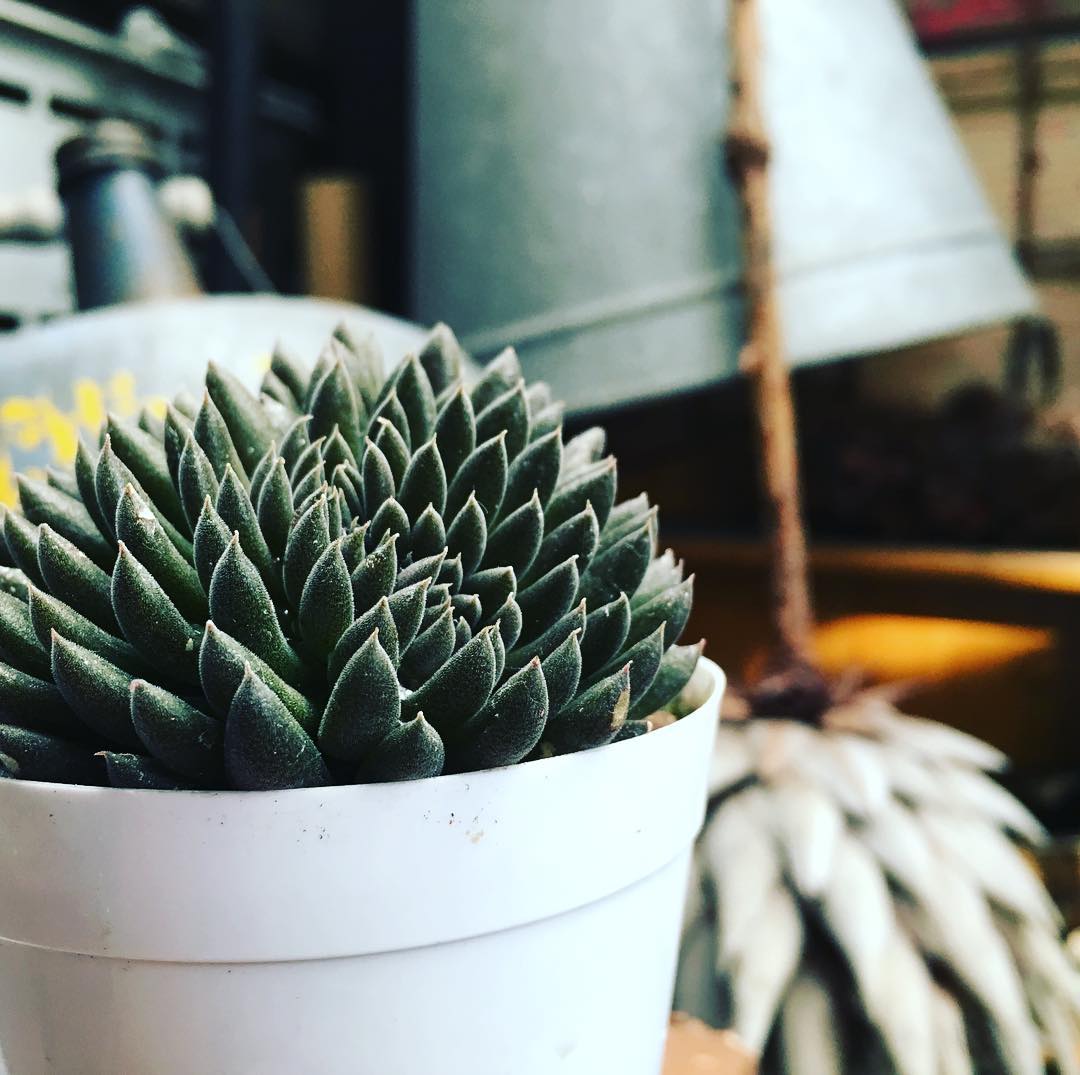 Good morning, Sinocrassula! モリモリ四馬路、可愛い #crassula #succulent #succulove #succulentjunkie #succulenthoarder #suculenta #suculentas #succulents #cactuslove #cactus #cactusgram #cactusjunkie #cacti #sedum #gardening #nature #plantlove #plant #growsomethinggreen #instagardeners_feature #lovemyhouse #lovely #green #protea #driedflowers #iphonegraphy #awesome #四馬路