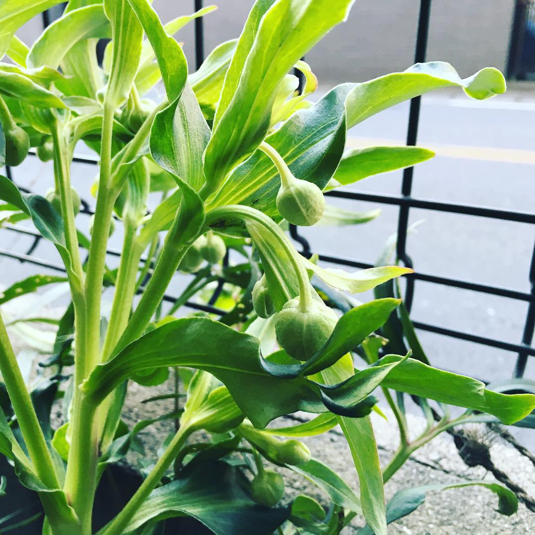 先週末の地植え…といっても昨日。フェチダス、大分いい感じです。今朝は多少鉢に雪はあったけど全く積もっておらず…で。でも野鳥の会長靴は大活躍。帰ったら洗濯しよう〜。 #gardening #nature #plantlove #plant ##fleur #flowerpower #flowerlover #instaflower #floweroftheday #Hellebores #foetidus #inmygarden #lovemyhouse #フェチダス #クリスマスローズ