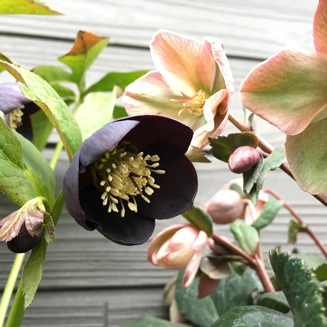 寒いなーっ。でもクリスマスローズは次々と咲いてます*(^o^)/* カップ咲きはかわいい #inmygarden #awesome_florals #nature #plantlove #plant #growsomethinggreen #instagardeners_feature #nofilter #iphonegraphy #igs #fleur #flowerpower #flowerlover #hppyflwrs #instaflower #floweroftheday #Hellebores #lovemyhouse #クリスマスローズ