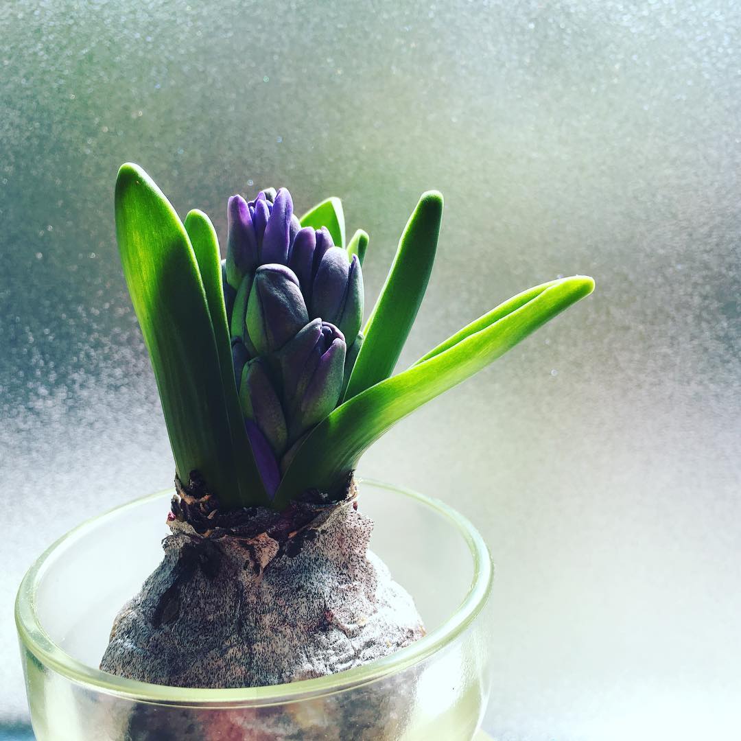 このままがいいなー。ここ2、3日で急にきた Cool beauty "Hyacinthus orientalis" #Hyacinthus #hydroponics #lovemyhouse #lovely #plantlove #plant #growsomethinggreen #instagardeners_feature #nofilter #iphonegraphy #fleur #flower #flowerlover #coolbeauty #ヒヤシンス #窓越し