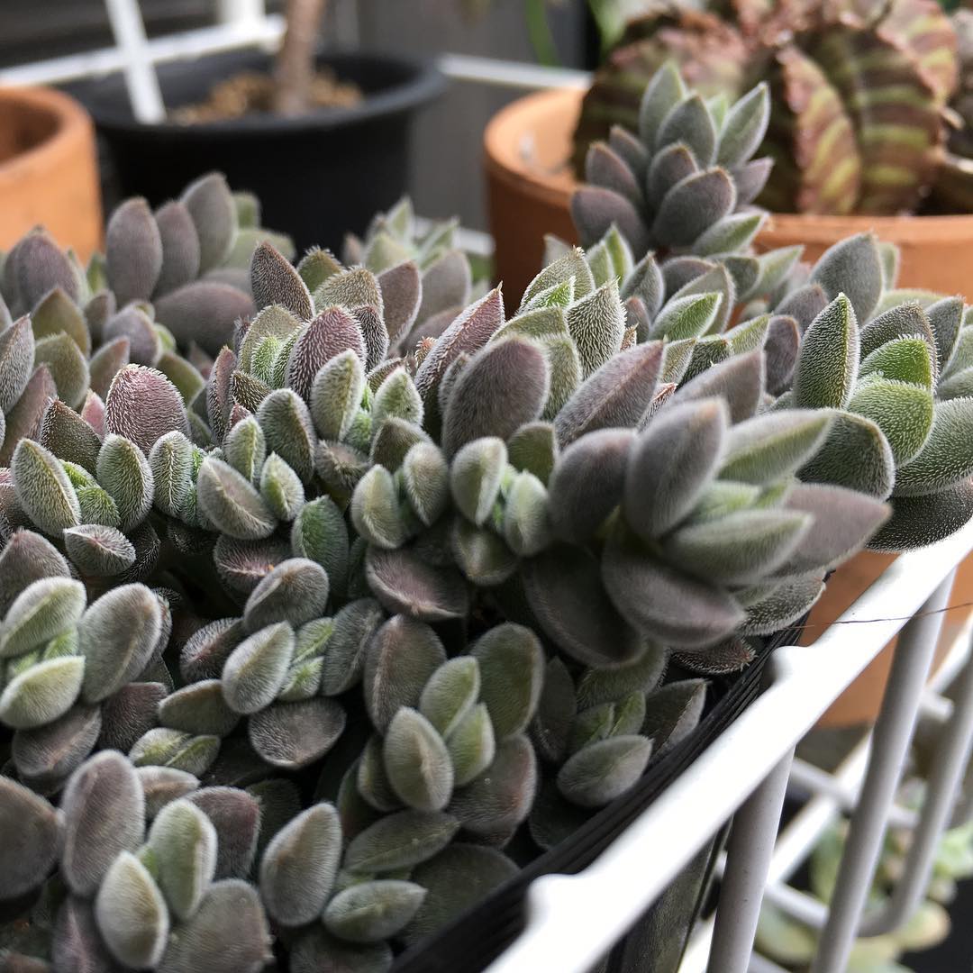 久しぶりの多肉。冬はやっぱりレモータ、いい色 Crassula remota #succulent #succulove #succulentjunkie #succulenthoarder #suculenta #suculentas #succulents #cactuslove #cactus #cactusgram #cactusjunkie #cacti #sedum #gardening #nature #plantlove #plant #growsomethinggreen #instagardeners_feature #nofilter #iphonegraphy #lovemyhouse #color