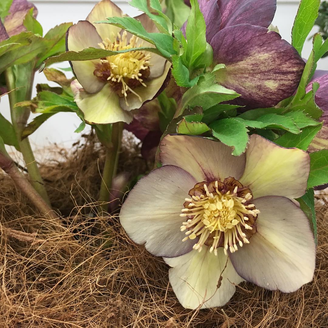 セミダブル ネオン ゴージャス系では私はこれが一番でした。今年はクジがありませんでしたね…(^_^) #クリスマスローズの世界展 #Hellebores #gorgeous #festival #semidoble #nature #plantlove #plant #growsomethinggreen #instagardeners_feature #nofilter #iphonegraphy #fleur #flowerpower #flowerlovers #hppyflwrs #instaflower #floweroftheday #クリスマスローズ