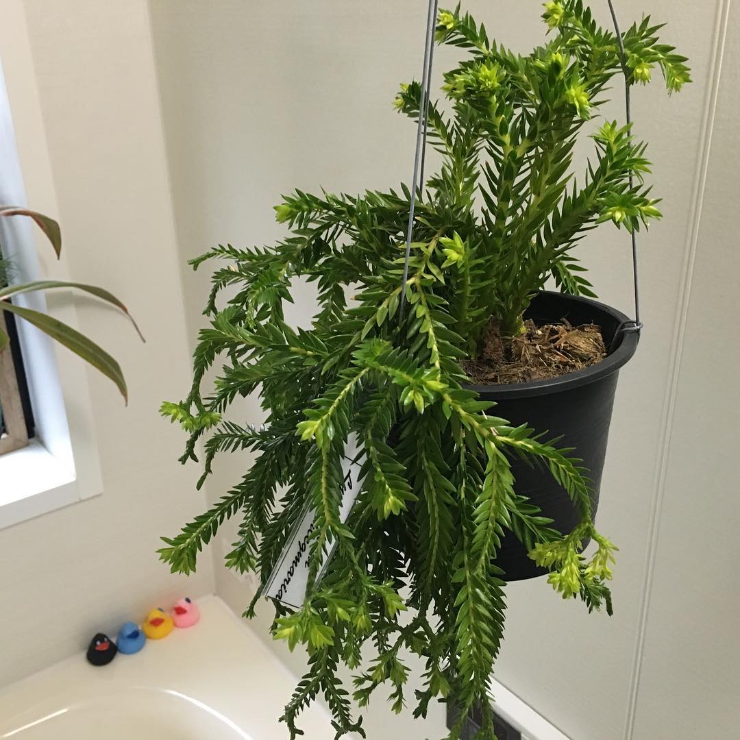 お風呂栽培 花が凄い。この時期に咲くとは♡お風呂効果かな。🏻OFURO lycopodium phlegmaria blooming#lycopodiumphlegmaria #plantlove #plants #ofuro #hppyflwrs #flower #fleur #floweroftheday #flowerlover #flowerpower #growsomethinggreen #instagardeners_feature #nofilter #iphonegraphy #リポコディウム #春だね #お風呂栽培