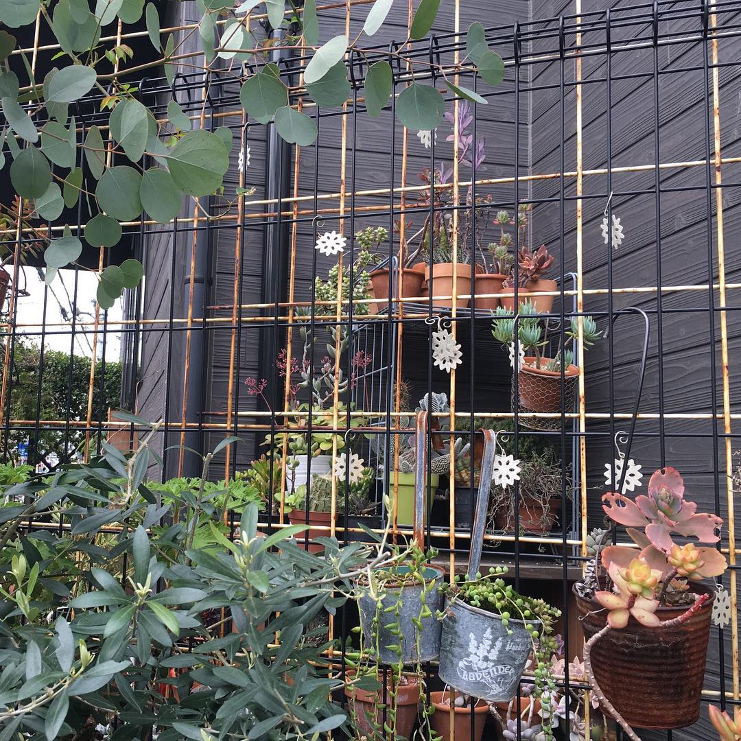 虫食いもご愛嬌。寒いですね…。今日は月一のお楽しみ #Eucalyptus #polyanthemos #olive #succulent #succulove #lovemyhouse #succulentjunkie #succulenthoarder #suculenta #suculentas #succulents #cactuslove #cactus #cactusgram #cactusjunkie #cacti #sedum #gardening #nature #plantlove #plant #growsomethinggreen #instagardeners_feature #nofilter #iphonegraphy #inmygarden #春だね