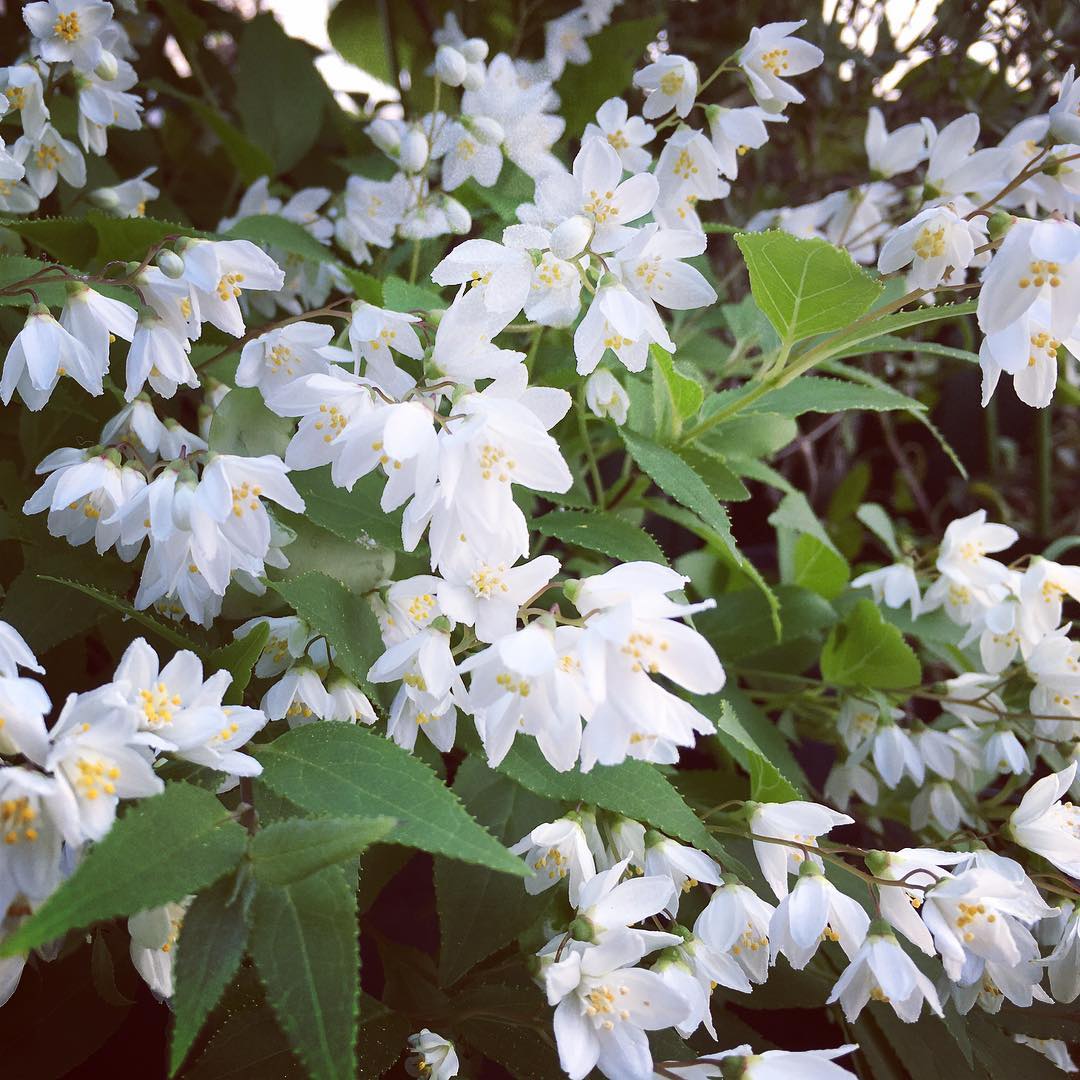 園芸日和 Deutzia gracilis blooming♡ 姫ウツギ満開。咲いたのは4年振りぐらい、嬉しいですね〜諦めてたのにこんなに咲くなんて#gardening #gardeningtips #nature #plantlove #plant #growsomethinggreen #instagardeners_feature #lovemyhouse #iphonegraphy #fleur #flowerpower #flowerlovers #hppyflwrs #instaflower #white #color #blooming #floweroftheday #姫ウツギ #庭の花