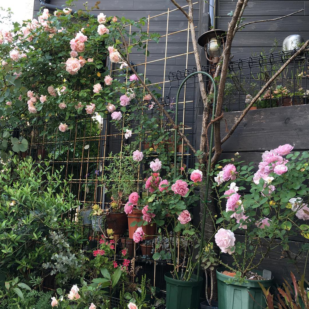 なんとなくバラの流れが出てきました。ほんとここまで咲くようになって嬉しい #roses #line #gardening #ig_garden #gardeningtips #nature #plantlove #plant #growsomethinggreen #instagardeners_feature #nofilter #iphonegraphy #lovemyhouse #fleur #flowerpower #flowerlovers #hppyflwrs #instaflower #floweroftheday #flowerline #バラ #庭の花
