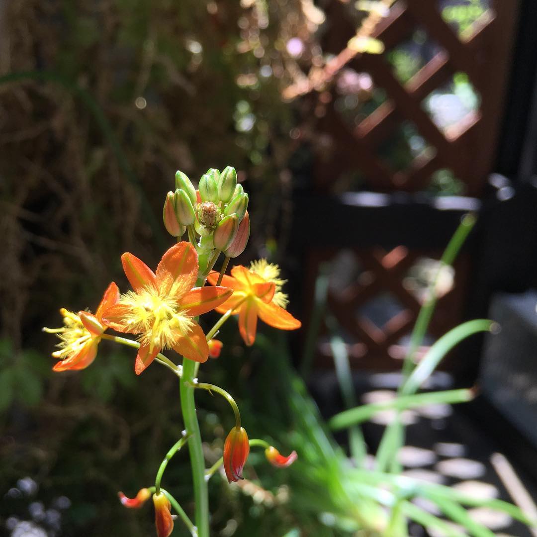 ブルビネ フルテッセンス 花アロエはもしゃもしゃ成長し過ぎて頭でっかちになっちゃいましたが、ちゃんと咲いてくれます Snake flower! #tiny #flower #gardening #ig_garden #lovemyhouse #gardeningtips #nature #plantlove #plant #growsomethinggreen #instagardeners_feature #aloe #fleur #flowerpower #flowerlovers #hppyflwrs #instaflower #iphongraphy #floweroftheday #ブルビネ #みどりの日