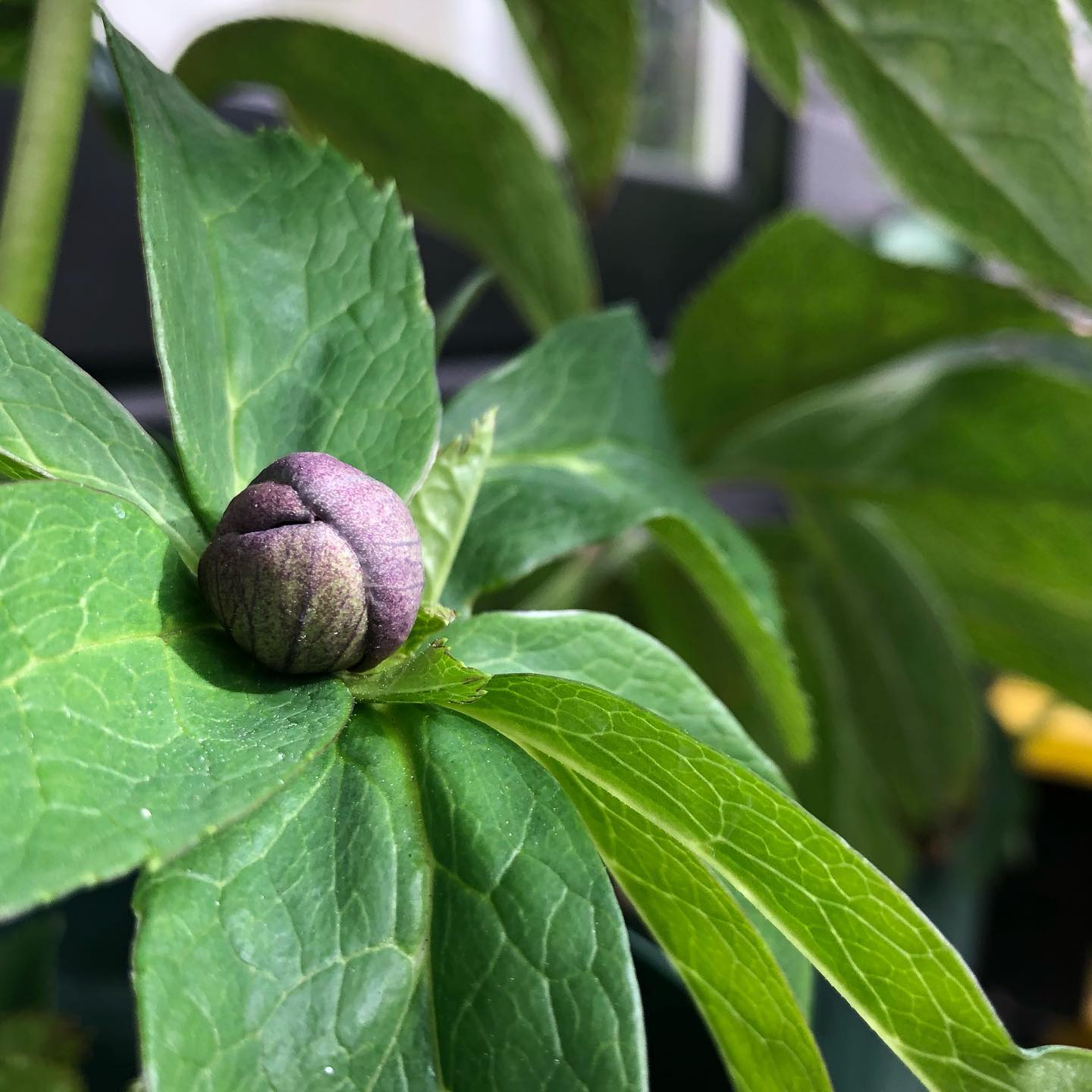 朝の巡回。今季初のクリスマスローズの蕾を発見( ´θ`)ノ 楽しみ。 #helleborus #hellebores #gardening #favv_flowers #ig_garden #nature #plantlove #plant #botanical #instagardeners #nofilter #instagood #ponyfony_flowers #fleur #flowerpower #flowerlovers #ip_blossoms #hppyflwrs #instaflower #floweroftheday #クリスマスローズ