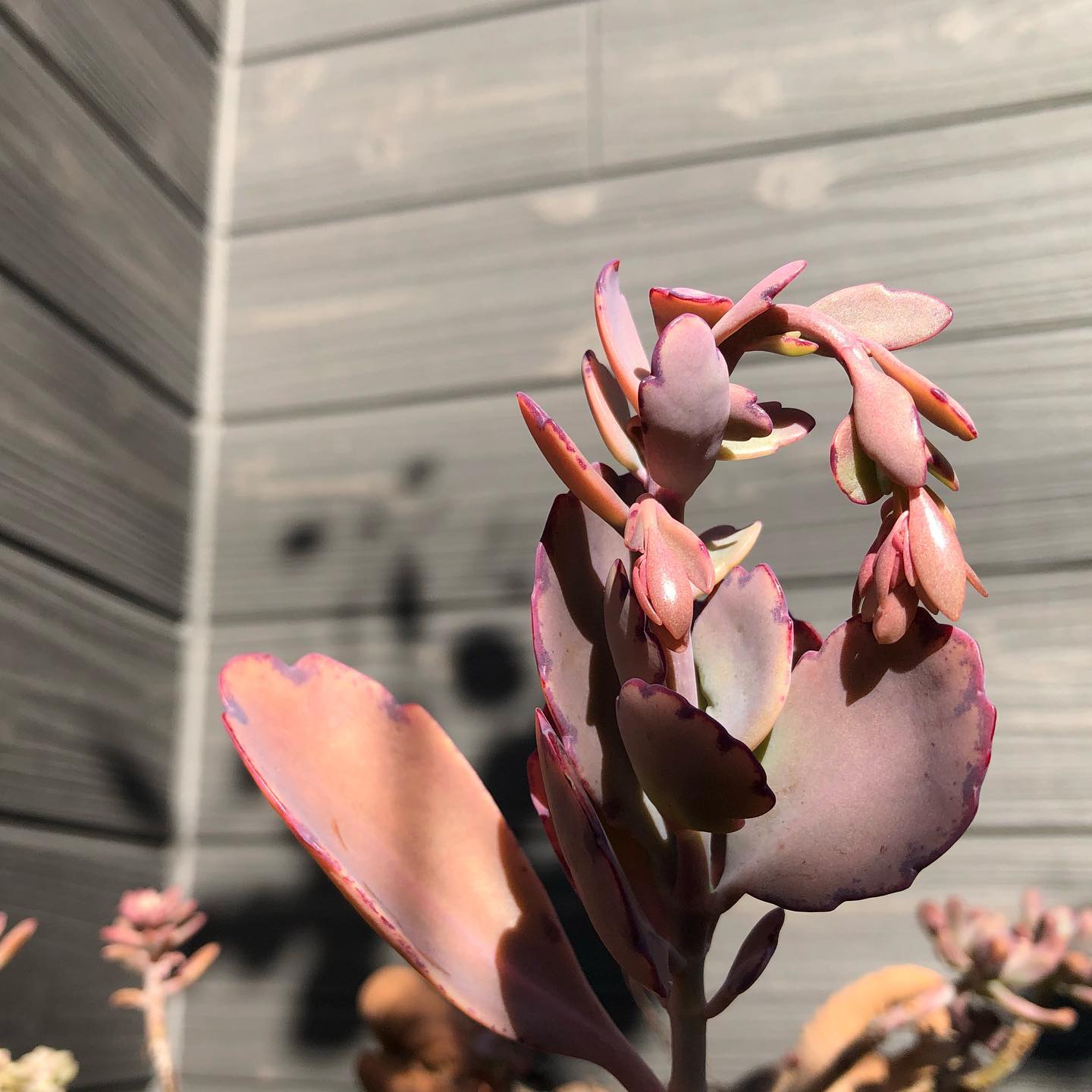 🏜ウチのうずら🥚隣の鉢に侵食してる…。ぷりぷり可愛いから許す。#カランコエ #succulent #succulove #succulentjunkie #succulenthoarder #suculenta #suculentas #succulents #cactuslove #cactus #cactusgram #plantsjunkie #cacti #gardening #favv_flowers #ig_garden #nature #plantlove #plant #botanical #instagardeners #nofilter #instagood