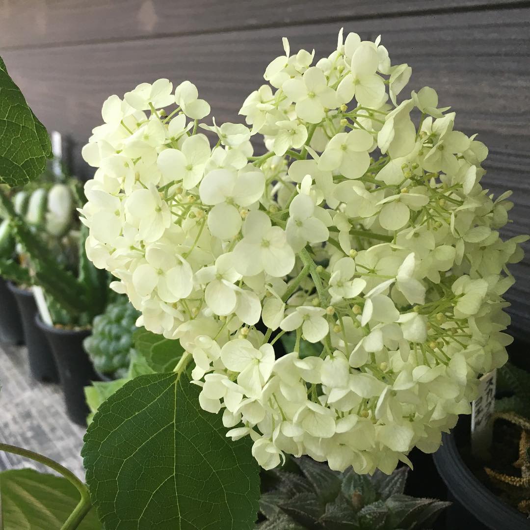 ムナクソ悪い平日昼間…なんとかアナベルで自分をごまかす。 #gardening #favv_flowers #ig_garden #gardeningtips #nature #plantlove #plant #growsomethinggreen #instagardeners_feature #nofilter #iphonegraphy #fleur #flowerpower #flowerlovers #hppyflwrs #instaflower #floweroftheday #hydrangea #庭の花 #アナベル