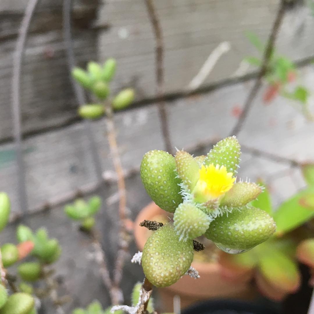 不快指数が高い朝です。Good morning️High discomfort index. #succulent #succulove #succulentjunkie #succulenthoarder #suculenta #suculentas #succulents #cactuslove #cactus #cactusgram #plantsjunkie #cacti #sedum #gardening #favv_flowers #ig_garden #gardeningtips #nature #plantlove #plant #growsomethinggreen #instagardeners_feature #nofilter #iphonegraphy #lovemyhouse