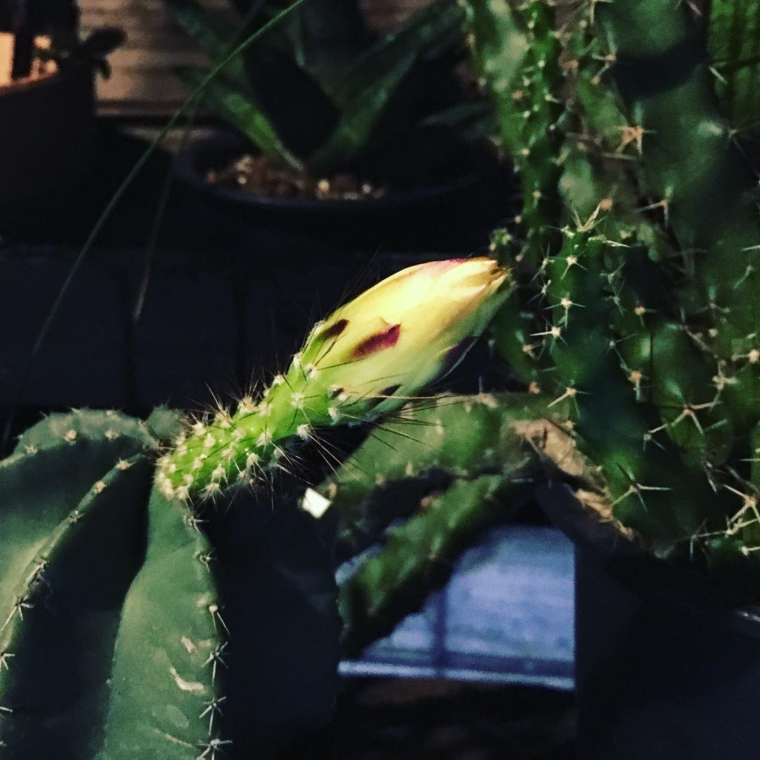 7/2にアップした子、油断してたらこんなに育ってた!今週咲きそうです*(^o^)/* そろそろ雨が降ってきそうだから、しばらくデッキに。それにしても、やっぱり夜は暗い…。 #succulent #succulove #euphorbia #succulentjunkie #succulenthoarder #suculenta #suculentas #succulents #cactuslove #cactus #cactusgram #plantsjunkie #cacti #sedum #gardening #favv_flowers #ig_garden #gardeningtips #nature #plantlove #plant #growsomethinggreen #instagardeners_feature #nofilter #iphonegraphy #deck #night