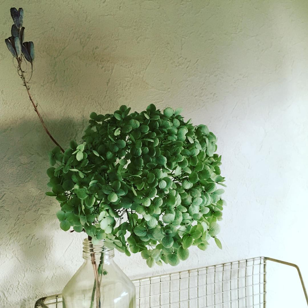 ドライコーナーにアナベル追加。#dried #gardening #favv_flowers #ig_garden #gardeningtips #nature #plantlove #plant #growsomethinggreen #instagardeners_feature #iphonegraphy #fleur #flowerpower #flowerlovers #hppyflwrs #instaflower #floweroftheday #庭の花 #Smoothhydrangea #Annabelle #アナベル