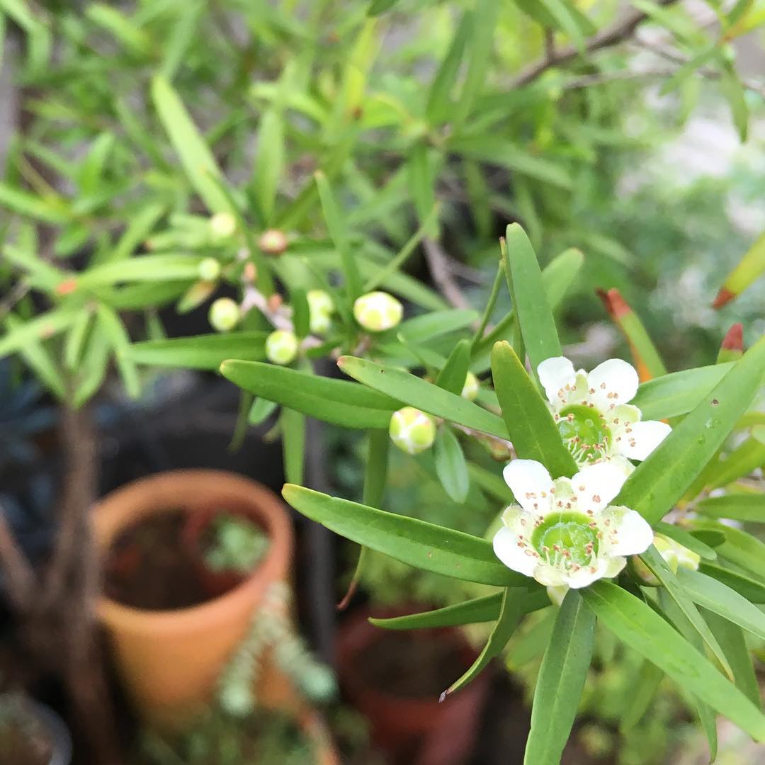 蒸し蒸しの中、レモンティーツリーの花がまた今年も。 #lemonteatree #blooming #flowers #gardening #favv_flowers #ig_garden #gardeningtips #nature #plantlove #plant #growsomethinggreen #instagardeners_feature #nofilter #iphonegraphy #fleur #flowerpower #flowerlovers #hppyflwrs #instaflower #floweroftheday #庭の花 #レモンティーツリー