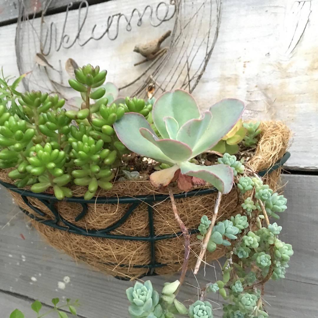 ぶち込んで2ヶ月、大分馴染みました。 #succulent #succulove #succulentjunkie #succulenthoarder #suculenta #suculentas #succulents #cactuslove #cactus #cactusgram #plantsjunkie #cacti #sedum #gardening #favv_flowers #ig_garden #gardeningtips #nature #plantlove #plant #growsomethinggreen #instagardeners_feature #nofilter #iphonegraphy