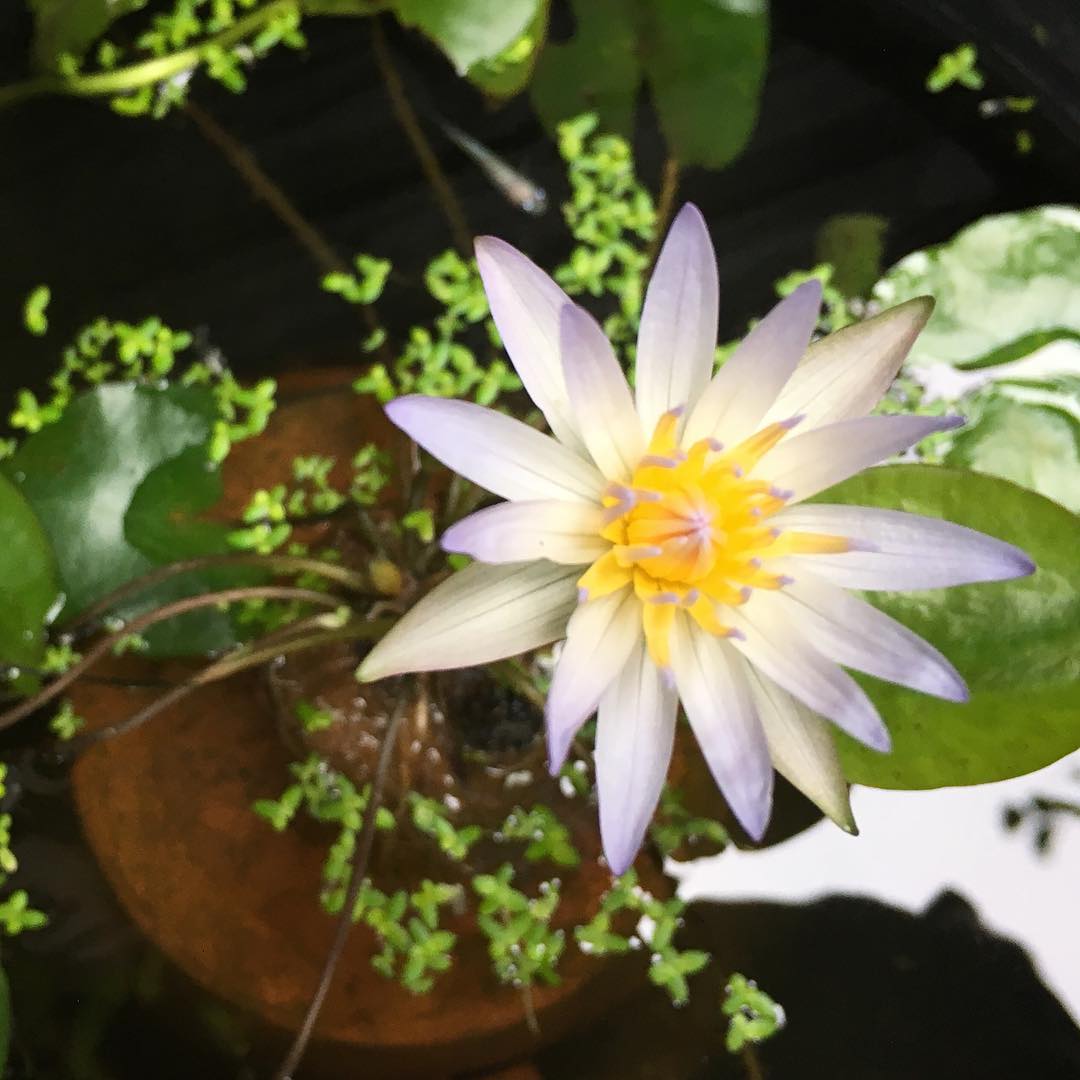 おはようさんです。ミニスイレン咲きました。 #goodmorning #mini #lotus #blooming #killfish #睡蓮 #gardening #favv_flowers #ig_garden #gardeningtips #nature #plantlove #plant #growsomethinggreen #instagardeners_feature #fleur #flowerpower #flowerlovers #hppyflwrs #instaflower #floweroftheday