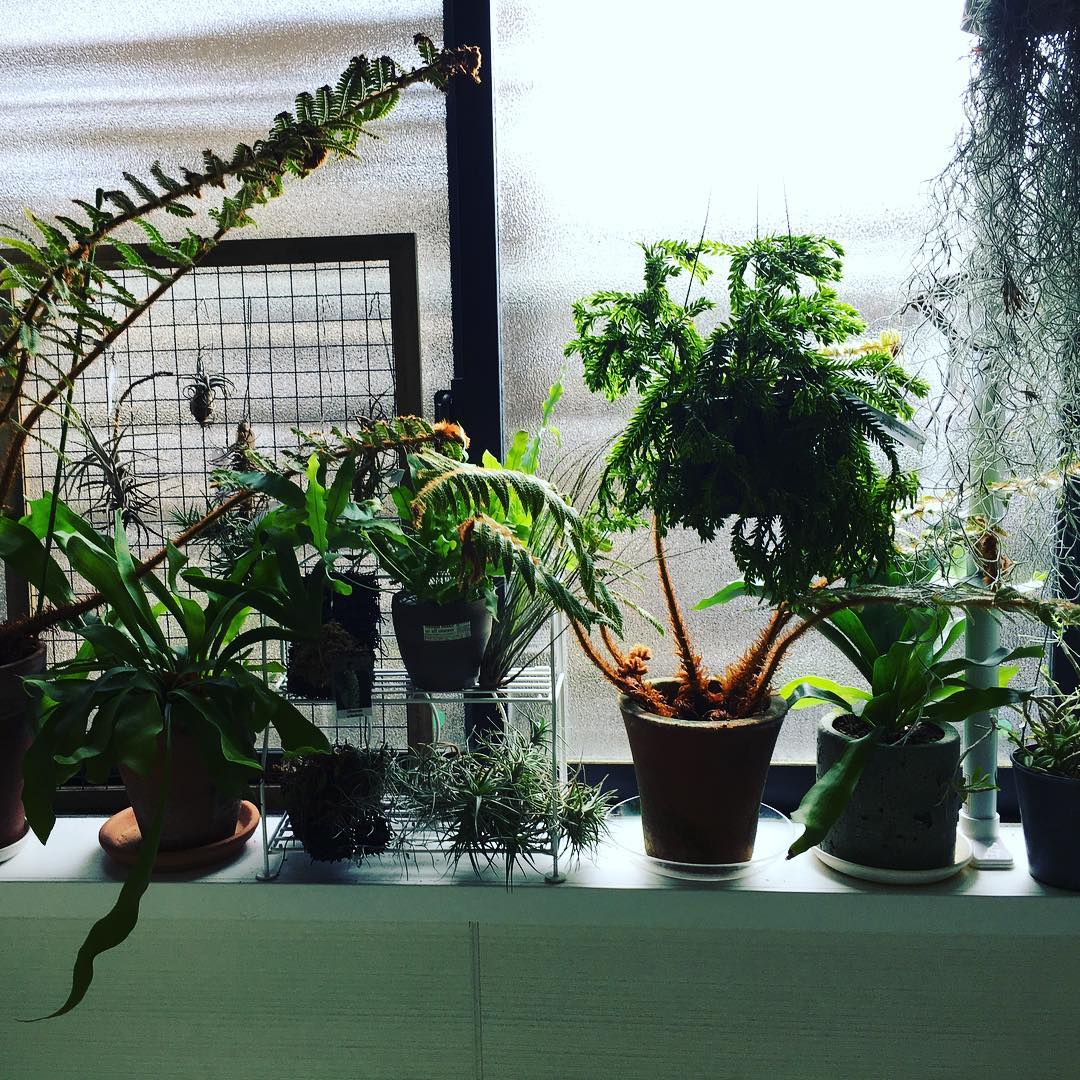お風呂窓際、ヒカゲヘゴは支柱が必要になっちゃいました。だってまた新しく芽が押してきてるんです*(^o^)/*凄いな…。 #fern #ofuro #Platycerium #plantsjunkie #gardening #favv_flowers #ig_garden #gardeningtips #nature #plantlove #plant #growsomethinggreen #instagardeners_feature #iphonegraphy #moss #tropical #green #Tillandsia #window #お風呂栽培