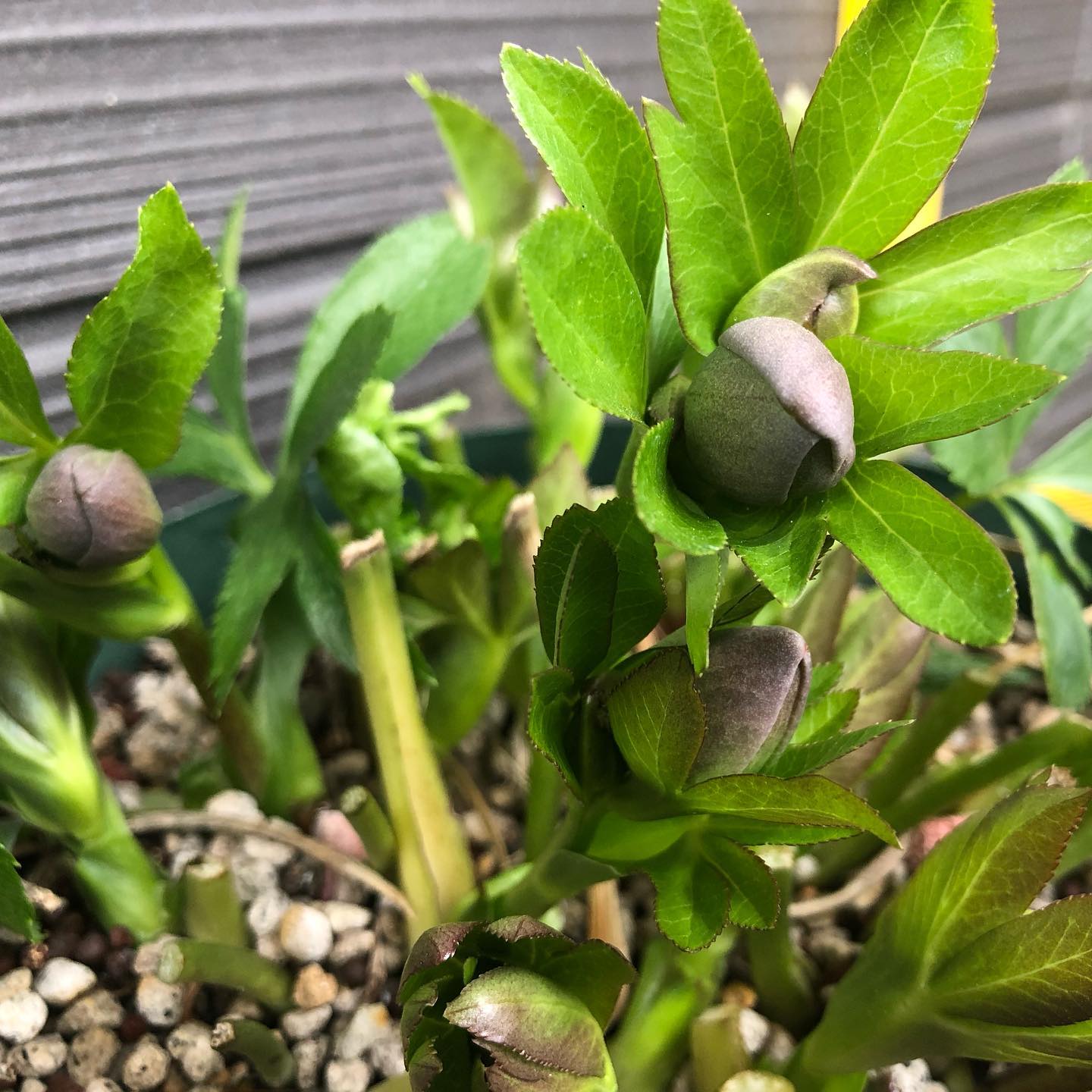 シトシト️降る中巡回。また新たな蕾を発見。古葉カット、太陽が沢山あたりますように。#helleborus #hellebores #gardening #favv_flowers #ig_garden #nature #plantlove #plant #botanical #instagardeners #nofilter #instagood #ponyfony_flowers #fleur #flowerpower #flowerlovers #ip_blossoms #hppyflwrs #instaflower #floweroftheday #花が好きな人と繋がりたい #クリスマスローズ