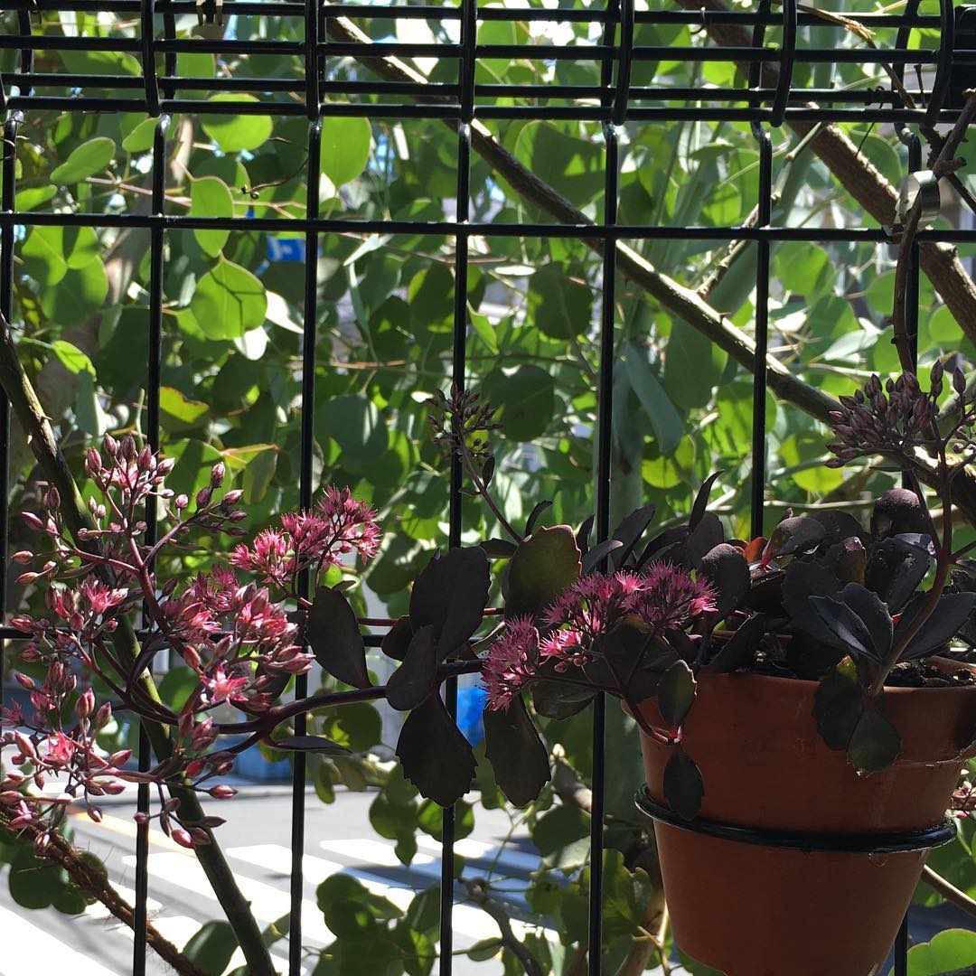 カラスバミセバヤとポポラス、いいわ。見にくいけど(笑) #succulent #succulove #lovemyhouse #succulentjunkie #succulenthoarder #suculenta #suculentas #succulents #plantsjunkie #gardening #favv_flowers #ig_garden #gardeningtips #nature #plantlove #plant #growsomethinggreen #instagardeners_feature #nofilter #iphonegraphy #fleur #flowerpower #flowerlovers #hppyflwrs #instaflower #floweroftheday #庭の花