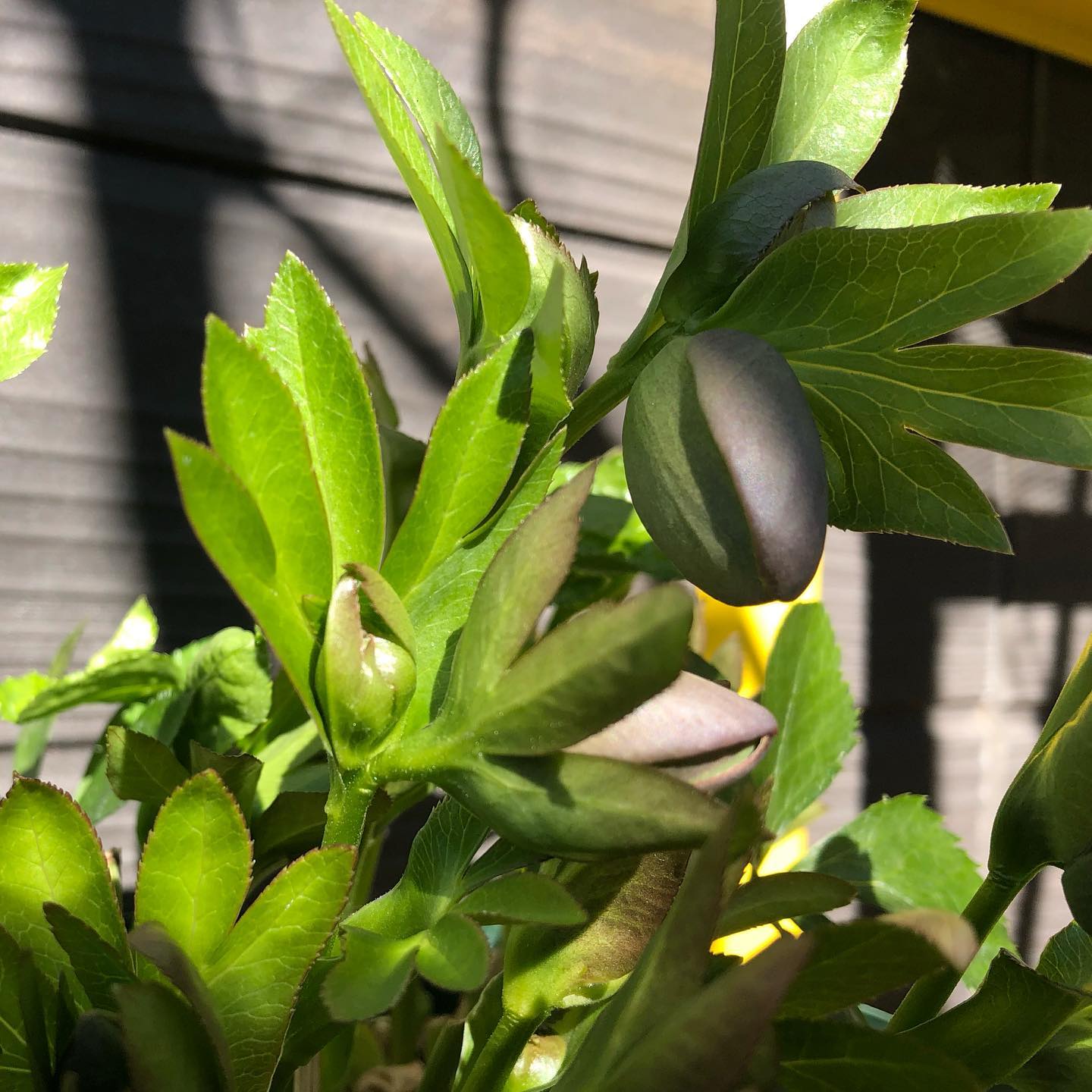 だいぶ花芽が膨らんできました。今日の午後は楽しみしかない、うれしい土曜日 #helleborus #hellebores #saturday #gardening #favv_flowers #ig_garden #nature #plantlove #plant #botanical #instagardeners #nofilter #instagood #ponyfony_flowers #fleur #flowerpower #flowerlovers #ip_blossoms #hppyflwrs #instaflower #floweroftheday #クリスマスローズ #花のある暮らし