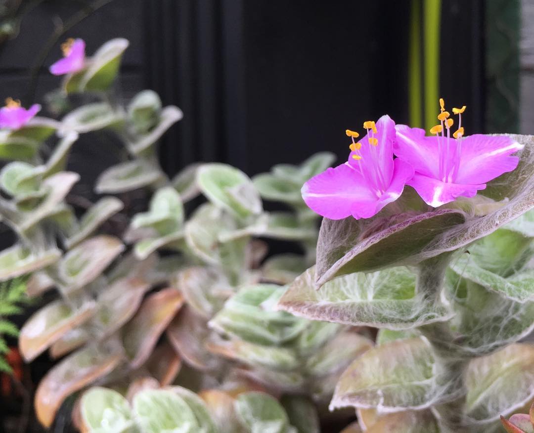 T. sillamontana トランディスカンティア 白雪姫 天気イマイチでもよく咲く #tgifridays #succulent #succulove #succulentjunkie #succulenthoarder #suculenta #suculentas #succulents #cactuslove #cactus #cactusgram #plantsjunkie #cacti #sedum #gardening #favv_flowers #ig_garden #gardeningtips #nature #plantlove #plant #growsomethinggreen #instagardeners_feature #fleur #flowerpower #flowerlovers #ip_blossoms #hppyflwrs #instaflower #floweroftheday