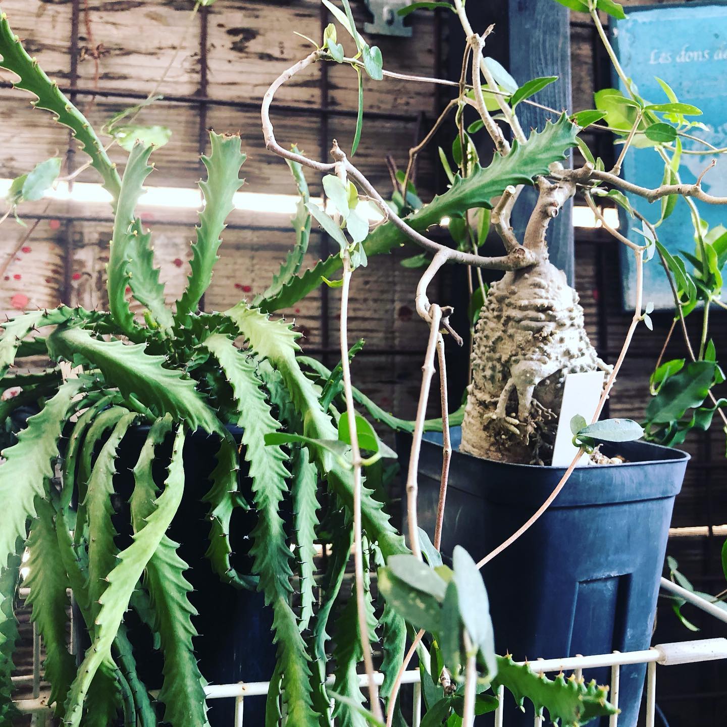 帰りたい天気️土いじりしたい。 #succulent #succulove #succulentjunkie #succulenthoarder #suculenta #suculentas #succulents #cactuslove #cactus #cactusgram #plantsjunkie #cacti #gardening #favv_flowers #ig_garden #nature #plantlove #plant #botanical #instagardeners