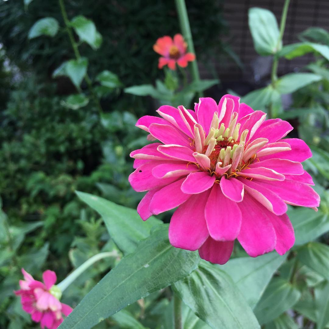 TGIF! 来週末の3連休晴れないかな…焚き火したい︎こちらは毎朝通るご近所さんの花壇。 #neiborhood #gardening #favv_flowers #ig_garden #gardeningtips #nature #plantlove #plant #growsomethinggreen #instagardeners_feature #nofilter #iphonegraphy #fleur #flowerpower #flowerlovers #ip_blossoms #hppyflwrs #instaflower #tgifridays