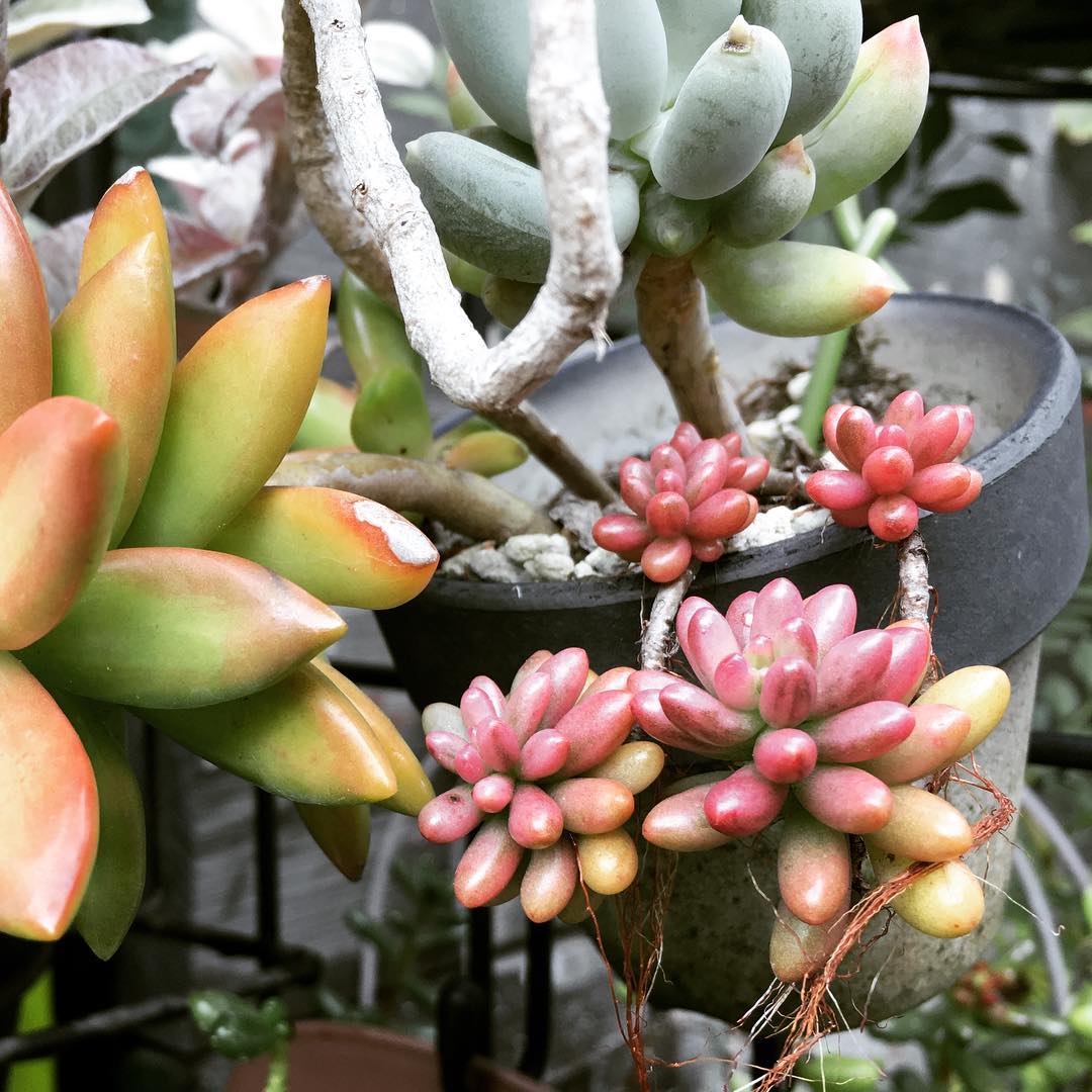 TGIF:D 徐々に紅葉。今日は夜が楽しみ。 #succulent #succulove #succulentjunkie #succulenthoarder #suculenta #suculentas #succulents #cactuslove #cactus #cactusgram #plantsjunkie #cacti #sedum #gardening #favv_flowers #ig_garden #gardeningtips #nature #plantlove #plant #growsomethinggreen #instagardeners_feature #iphonegraphy #lovemyhouse
