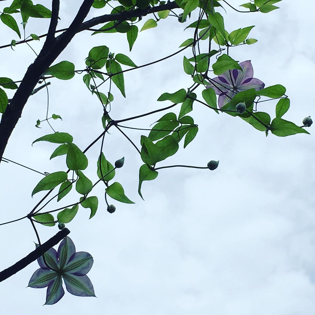 フォンドメモリーズ枝折れもせずに無事咲きました。久々の晴れ間を大事に過ごす日曜日。バックが青空だったらな…。今は青空です。#クレマチス #clematis #blooming #lovemyhouse #gardening #favv_flowers #ig_garden #gardeningtips #nature #plantlove #plant #flowerstagram #instagardeners_feature #iphonegraphy #fleur #flowerpower #flowerlovers #ip_blossoms #hppyflwrs #instaflower #floweroftheday #sunday #庭の花