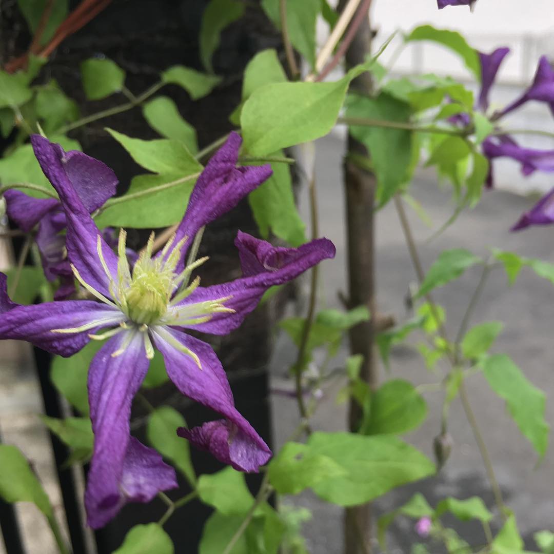 クリクリしちゃったけど咲いてました、クレマチス ギャロル #clematis #blooming #gardening #favv_flowers #ig_garden #gardeningtips #nature #plantlove #plant #growsomethinggreen #instagardeners_feature #nofilter #iphonegraphy #fleur #flowerpower #flowerlovers #ip_blossoms #hppyflwrs #instaflower #floweroftheday #loves_garden #庭の花 #クレマチス #ギャロル