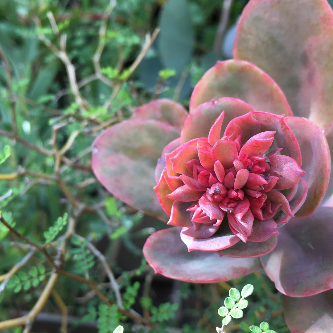 ここで咲くつもりなのかな? #fleur #flowerpower #flowerlovers #hppyflwrs #instaflower #flowerbud #floweroftheday #succulent #succulove #succulentjunkie #succulenthoarder #suculenta #suculentas #succulents #cactuslove #cactus #cactusgram #plantsjunkie #cacti #sedum #gardening #favv_flowers #ig_garden #gardeningtips