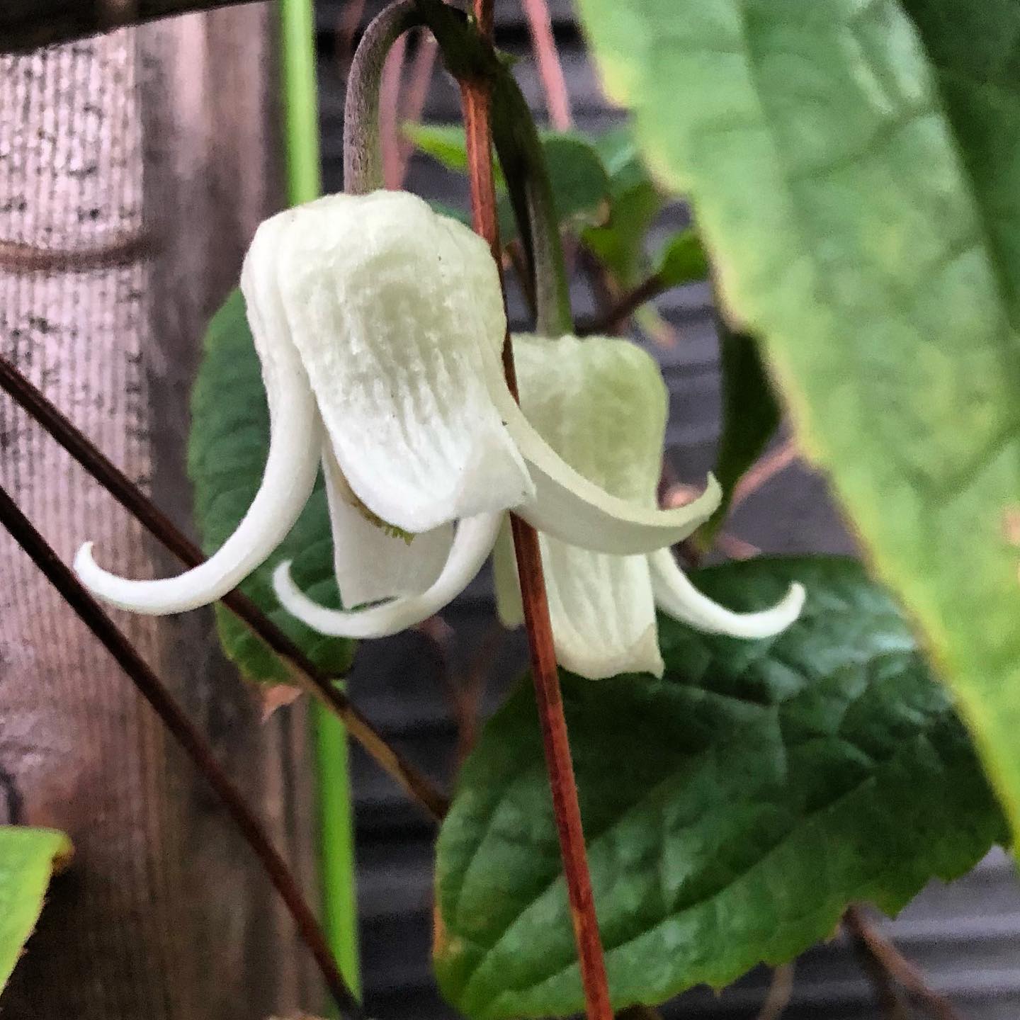 クレマチスも咲き出し、春は近づいてるのにな…。日常にも春が欲しい。朝の水やりも、キツさがやわらいできた。#clematis #yunnanensis #gardening #favv_flowers #ig_garden #nature #plant love #plant #botanical #instagardeners #instagood #fleur #flowerpower #flowerlovers #hppyflwrs #instaflower #floweroftheday #クレマチス #花の好きな人と繋がりたい