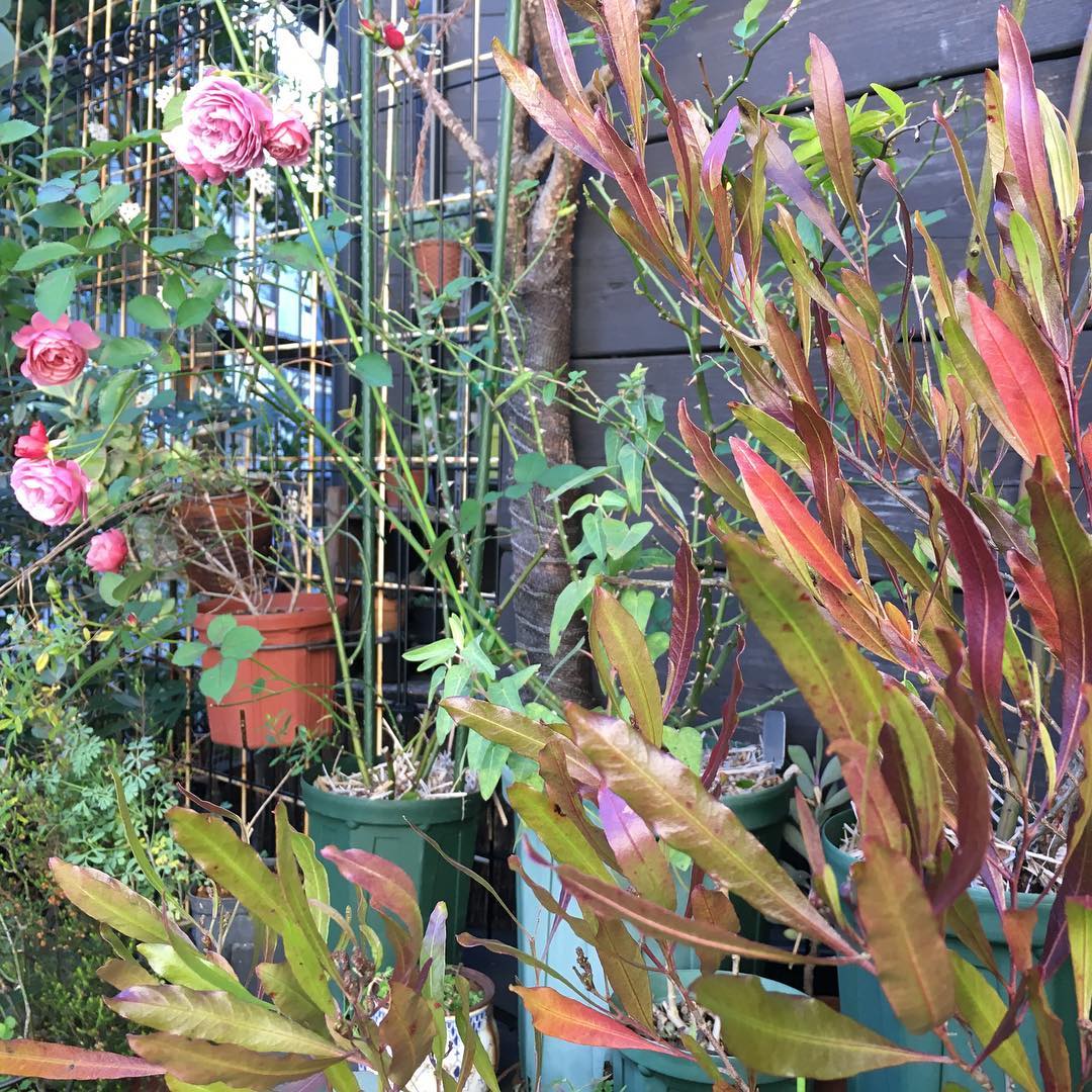 ドドもバラもいい色。はー、ずっとウチにいたい。#lovemyhouse #gardening #favv_flowers #ig_garden #gardeningtips #nature #plantlove #plant #growsomethinggreen #instagardeners_feature #nofilter #iphonegraphy #fleur #flowerpower #flowerlovers #ip_blossoms #hppyflwrs #instaflower #floweroftheday #roses #Dodonaea #color #winter