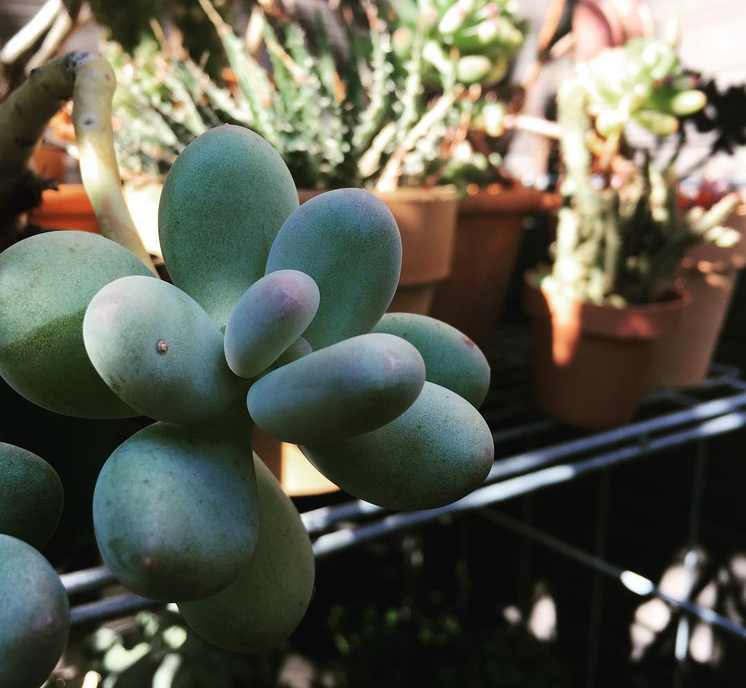 庭いじり日和。 #succulent #succulove #succulentjunkie #succulenthoarder #suculenta #suculentas #succulents #cactuslove #cactus #cactusgram #plantsjunkie #cacti #sedum #gardening #favv_flowers #ig_garden #gardeningtips #nature #plantlove #plant #growsomethinggreen #instagardeners_feature #sundayafternoon