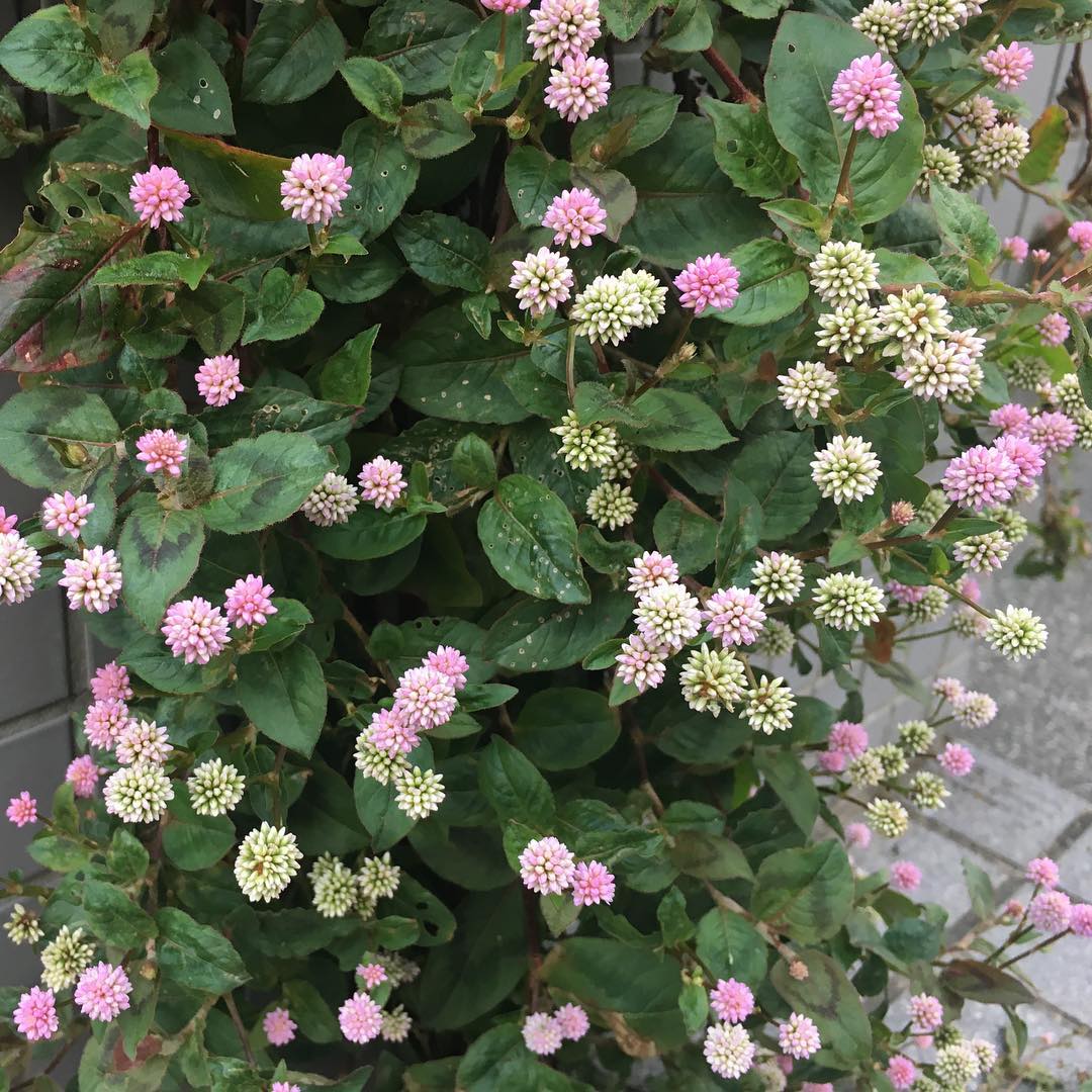 今日の大半は実家の庭仕事。ポリゴナムの滝ができてた。いい感じ #gardening #favv_flowers #ig_garden #gardeningtips #nature #plantlove #plant #growsomethinggreen #instagardeners_feature #nofilter #iphonegraphy #instalove #fleur #flowerpower #flowerlovers #ip_blossoms #hppyflwrs #instaflower #floweroftheday #polygonum #ポリゴナム #ヒメツルソバ #庭の花