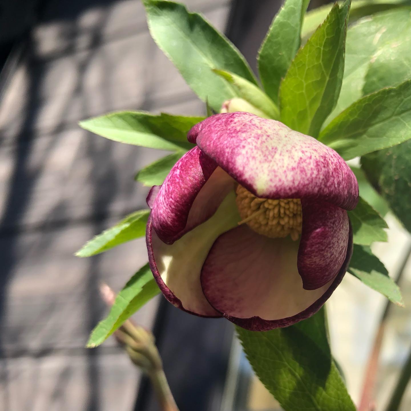 春が来た。暖かくて庭いじり日和 #ガーデニング日和 #クリスマスローズ #多肉植物 #gardening #favv_flowers #ig_garden #nature #plantlove #plant #botanical #instagardeners #nofilter #instagood #ponyfony_flowers #fleur #flowerpower #flowerlovers #ip_blossoms #hppyflwrs #instaflower #floweroftheday #helleborus #hellebores