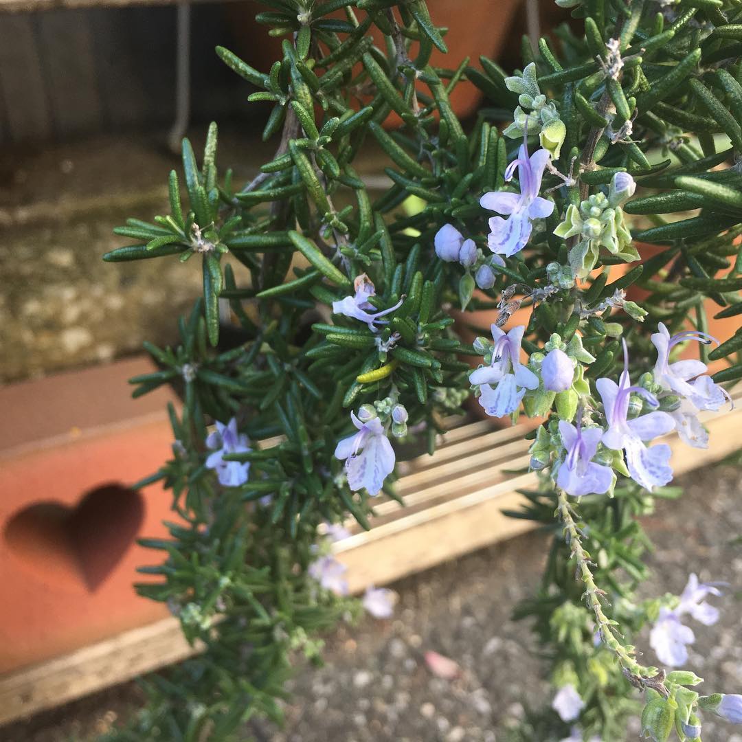今日は朝から庭いじり、時期はさておき色々植え替えたり世話して自己満足。たまにはローズマリーを。 #gardeningwaether #saturday #rosemary #loves_garden #blooming #favv_flowers #ig_garden #gardeningtips #nature #plantlove #plant #growsomethinggreen #fleur #flowerpower #flowerlovers #ip_blossoms #hppyflwrs #instaflower #floweroftheday #heart #brick #庭の花 #ローズマリー