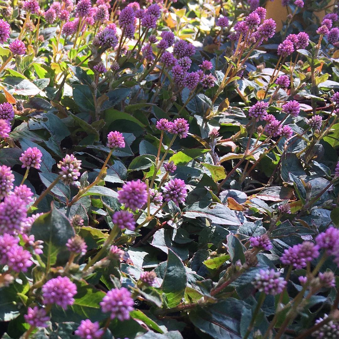 ウチの前はヒメツルソバだらけ…(^-^) #nationalholiday #blooming #gardening #favv_flowers #ig_garden #gardeningtips #nature #plantlove #plant #instagardeners_feature #nofilter #iphonegraphy #lovely #pink #fleur #flowerpower #flowerlovers #ip_blossoms #hppyflwrs #instaflower #floweroftheday #Polygonum #ヒメツルソバ #ポリゴナム #lovemyhouse #loves_garden