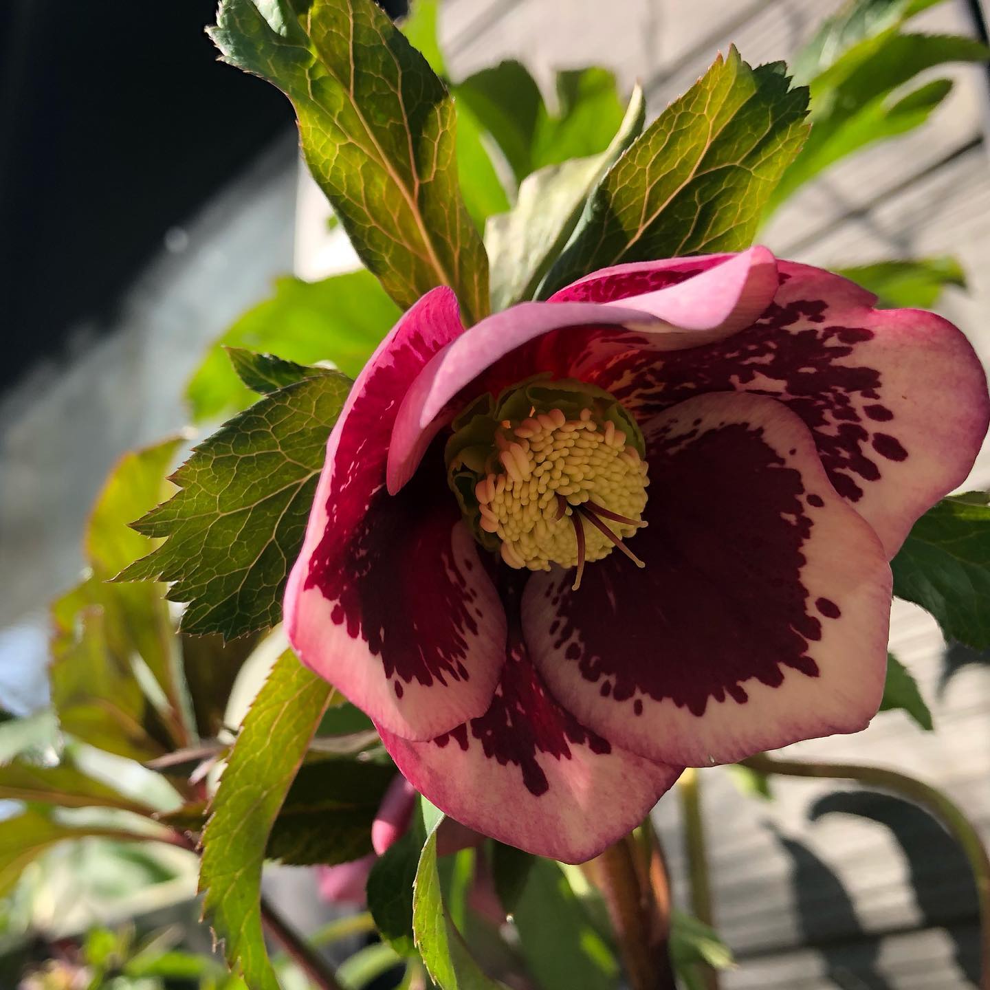 風がもっと穏やかならいいのにな〜。#庭いじり #クリスマスローズ #helleborus #hellebores #happyholidays #gardening #favv_flowers #ig_garden #nature #plantlove #botanical #instagardeners #nofilter #instagood #fleur #flowerpower #flowerlovers #ip_blossoms #hppyflwrs #instaflower #floweroftheday