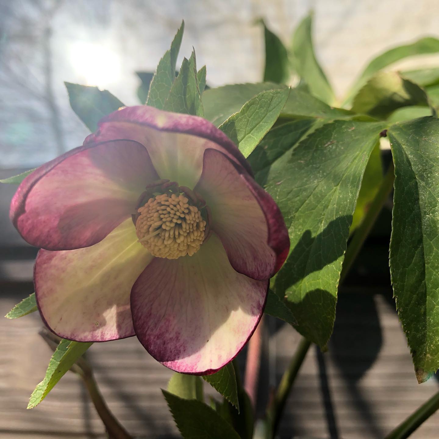 昨日はポカポカ、開花促進。ピコティも咲いてきました寒暖差が激しいので風邪引かないように気をつけなきゃ🤧 #helleborus #hellebores #クリスマスローズ #gardening #favv_flowers #ig_garden #nature #plantlove #plant #botanical #instagardeners #nofilter #instagood #ponyfony_flowers #fleur #flowerpower #flowerlovers #hppyflwrs #instaflower #floweroftheday