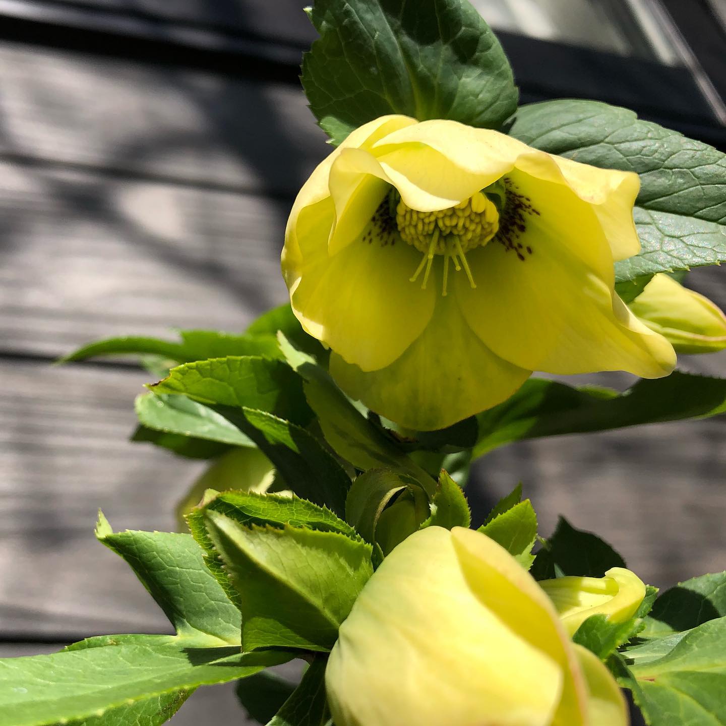 ポカポカ〜。2枚目は去年咲かなかったので諦めてたけど、今年は大丈夫そう。うれしい。ホームセンターまで歩いて行って汗かいた今日はお楽しみの日、用意しなきゃ。#クリスマスローズ #花好きな人と繋がりたい #helleborus #hellebores #gardening #favv_flowers #ig_garden #nature #plantlove #plant #botanical #instagardeners #nofilter #instagood #fleur #flowerpower #flowerlovers #ip_blossoms #hppyflwrs #instaflower #floweroftheday #speing