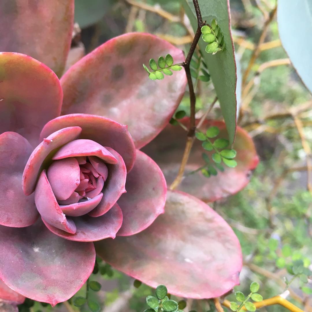 寒さが身にしみてるようです。 #echeveria #succulent #succulove #euphorbia #succulentjunkie #succulenthoarder #suculenta #gardening #favv_flowers #ig_garden #gardeningtips #nature #plantlove #plant #growsomethinggreen #instagardeners_feature #nofilter #iphonegraphy
