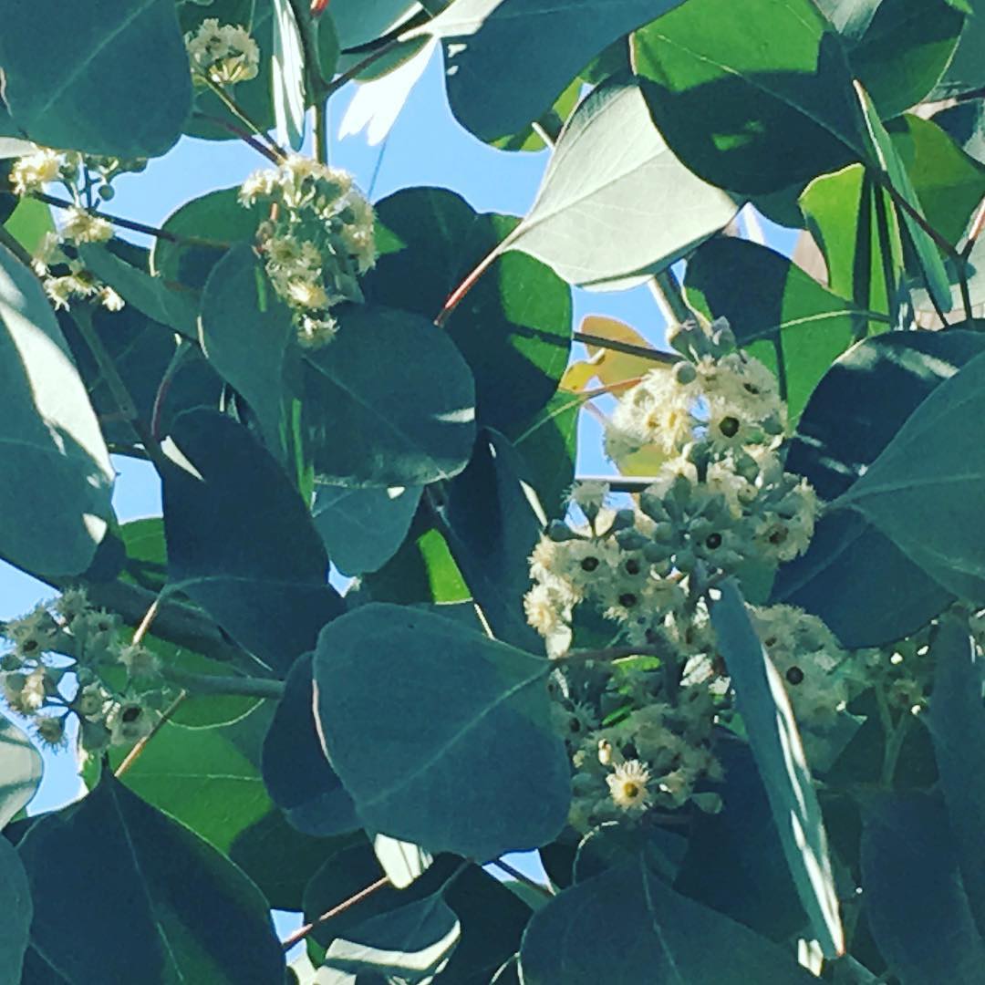 Finally!! Blooming "Eucalyptus polyanthemos" ついに咲きました、ユーカリ ポポラスの花 地味だけど、嬉しい。8月に蕾ができて、ようやくです。6〜7年目にして初咲き♡頻繁に剪定するのでなかなか…。 #blooming #Eucalyptus #polyanthemos #flowers #gardening #favv_flowers #ig_garden #gardeningtips #nature #plantlove #plant #growsomethinggreen #instagardeners_feature #iphonegraphy #lovemuhouse #fleur #flowerpower #flowerlovers #ip_blossoms #hppyflwrs #instaflower #floweroftheday #sunday #ユーカリの花 #ポポラス #ユーカリ #庭の花