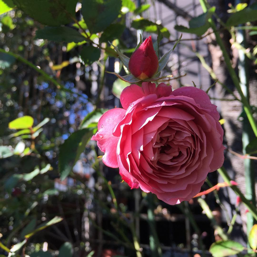 葵がいい感じ。今日の忘年キャンプ行けなくて残念…。耳鼻咽喉科で準備待ち。 #roses #gardening #favv_flowers #ig_garden #gardeningtips #lovemyhouse #plantlove #plant #growsomethinggreen #instagardeners_feature #nofilter #iphonegraphy #fleur #flowerpower #flowerlovers #ip_blossoms #hppyflwrs #instaflower #floweroftheday #薔薇 #aoi #葵 #庭の花