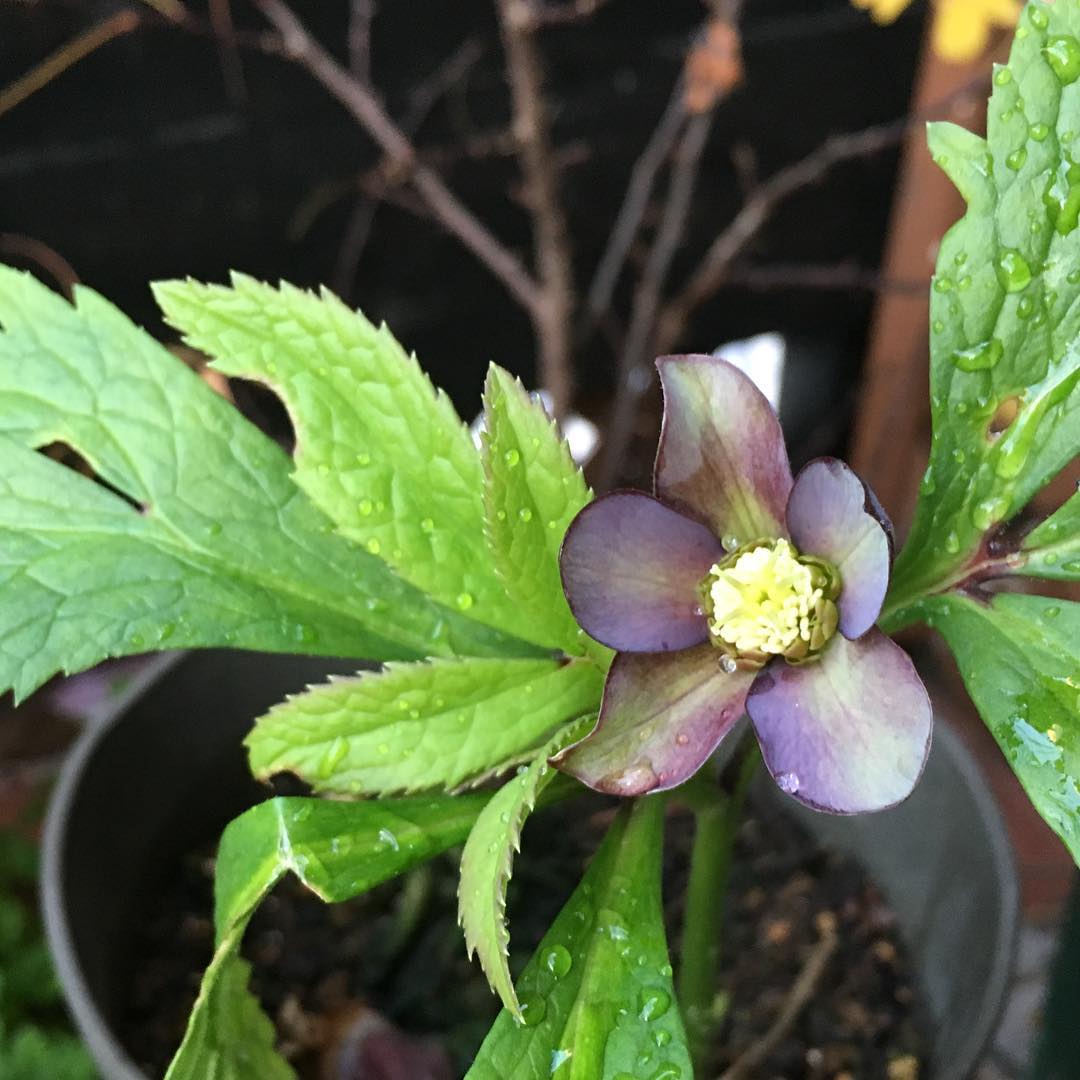 今年最初のクリスマスローズ咲きました。 #tgifriday #gardening #favv_flowers #ig_garden #gardeningtips #nature #plantlove #plant #growsomethinggreen #instagardeners_feature #fleur #flowerpower #flowerlovers #ip_blossoms #hppyflwrs #instaflower #floweroftheday #Hellebores #庭の花 #クリスマスローズ