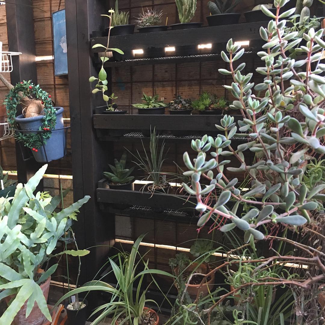 また庭いじりで終わっちゃった。夜に備えてゆっくりしよう。 #lovemyhouse #wood #deck #succulent #succulove #succulentjunkie #succulenthoarder #suculenta #suculentas #succulents #cactuslove #cactus #cactusgram #plantsjunkie #cacti #sedum #gardening #favv_flowers #ig_garden #gardeningtips #nature #plantlove #plant #growsomethinggreen #instagardeners_feature #nofilter #iphonegraphy