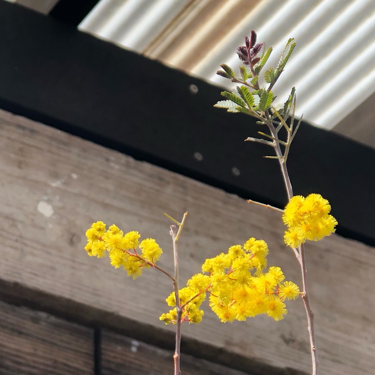 ミモザ アカシアも咲いたもう春と言っていいかな。この週末は山場、楽しみだな🥁 #mimosa #acacia #ガーデニング #ミモザ #アカシア #gardening #favv_flowers #ig_garden #nature #plantlove #plant #botanical #instagardeners #nofilter #instagood #fleur #flowerpower #flowerlovers #ip_blossoms #hppyflwrs #instaflower #floweroftheday #spring