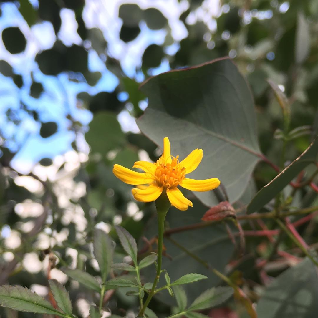 暖かいから洗濯物の乾きが早い。レモンマリーゴールド、甘い香り。ホントにレモン🍋の香りですよ。ぼーぼーに成長して背高です。National holiday Dec 23 #gardening #favv_flowers #ig_garden #gardeningtips #nature #plantlove #plant #growsomethinggreen #instagardeners_feature #nofilter #iphonegraphy #fleur #flowerpower #flowerlovers #ip_blossoms #hppyflwrs #instaflower #floweroftheday #sky #Tageteslemmonii #herb #庭の花 #レモンマリーゴールド #ポリアンセモス