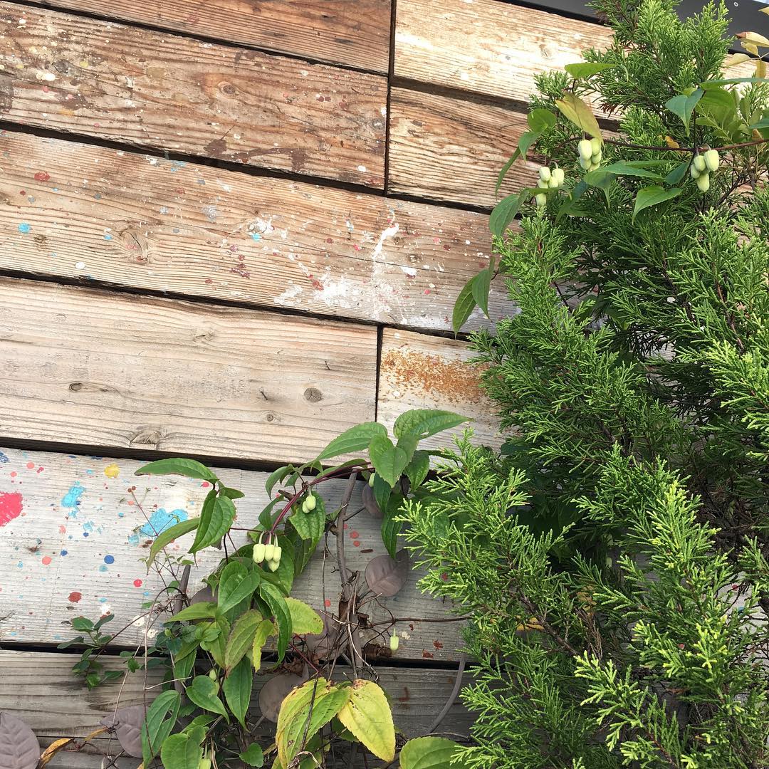 天然のリース飾りは咲く前に終わっちゃうな、クリスマス #xmas #tree #lovemyhouse #gardening #clematis#favv_flowers #ig_garden #gardeningtips #nature #plantlove #plant #growsomethinggreen #instagardeners_feature #fleur #flowerpower #flowerlovers #ip_blossoms #hppyflwrs #instaflower #floweroftheday #Scaffoldplank #足場板 #クレマチス